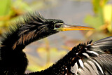 Image. Anhinga