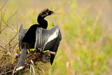 Image. Anhinga