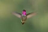 Image. Anna's Hummingbird