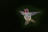 Image. Anna's Hummingbird
