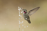 Image. Anna's Hummingbird