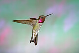 Image. Annakolibri