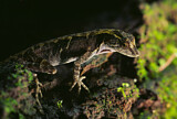 Image. Anolis