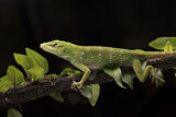 Image. Anolis