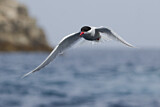 Image. Antarctic Tern