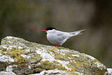 Image. Antarctic Tern