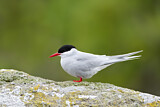 Image. Antarctic Tern