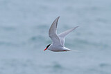 Image. Antarctic Tern