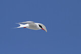 Image. Antarctic Tern