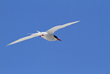 Image. Antarctic Tern