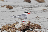 Image. Antarctic Tern