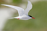 Image. Antarctic Tern