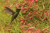 Image. Antillenhaubenkolibri