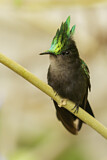 Image. Antillenhaubenkolibri