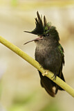 Image. Antillenhaubenkolibri