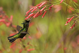 Image. Antillenhaubenkolibri