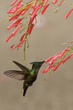 Image. Antillenhaubenkolibri
