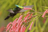 Image. Antillenhaubenkolibri