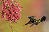 Image. Antillenhaubenkolibri