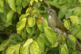 Image. Antillensaltator