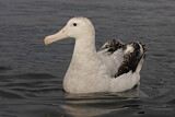 Image. Antipodean Albatross
