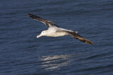 Image. Antipodean Albatross