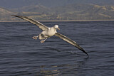 Image. Antipodean Albatross