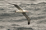 Image. Antipodean Albatross