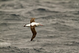 Image. Antipodean Albatross
