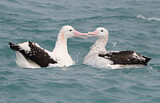 Image. Antipodean Albatross