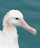 Image. Antipodean Albatross