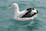 Image. Antipodean Albatross