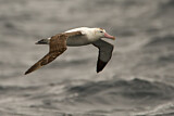 Image. Antipodenalbatros
