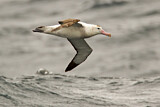 Image. Antipodenalbatros