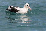 Image. Antipodenalbatros