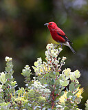 Image. Apapanekleidervogel