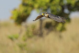 Image. Aplomado Falcon