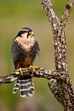 Image. Aplomado Falcon