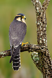 Image. Aplomado Falcon