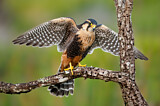 Image. Aplomado Falcon