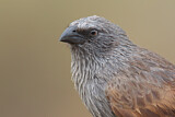 Image. Apostlebird