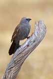 Image. Apostlebird