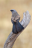 Image. Apostlebird