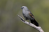 Image. Apostlebird