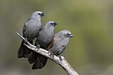 Image. Apostlebird