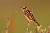 Image. Aquatic Warbler