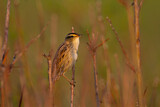 Image. Aquatic Warbler