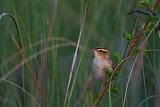 Image. Aquatic Warbler