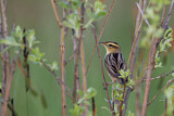 Image. Aquatic Warbler