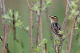Image. Aquatic Warbler
